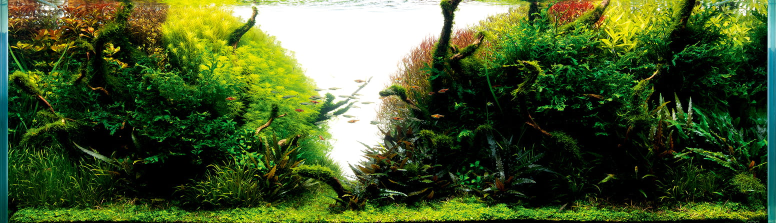 ネイチャーアクアリウム